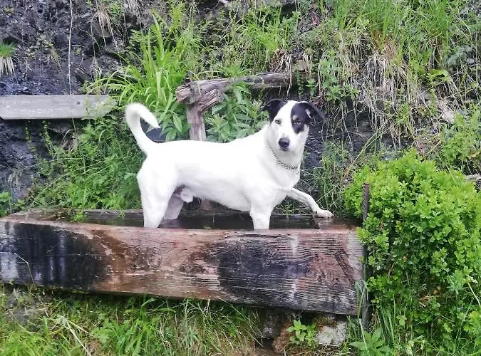 Lainer Апартаменты Раурис